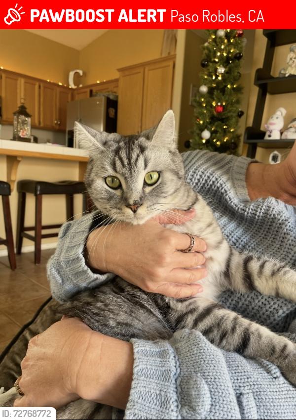 Lost Male Cat last seen Across from Virginia Peterson elementary school , Paso Robles, CA 93446