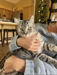 Lost Male Cat last seen Across from Virginia Peterson elementary school , Paso Robles, CA 93446