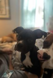 Lost Female Dog last seen Bolton park area in Winston was where the woman last lived  but has since moved to Greensboro I believe , Winston-Salem, NC 27108