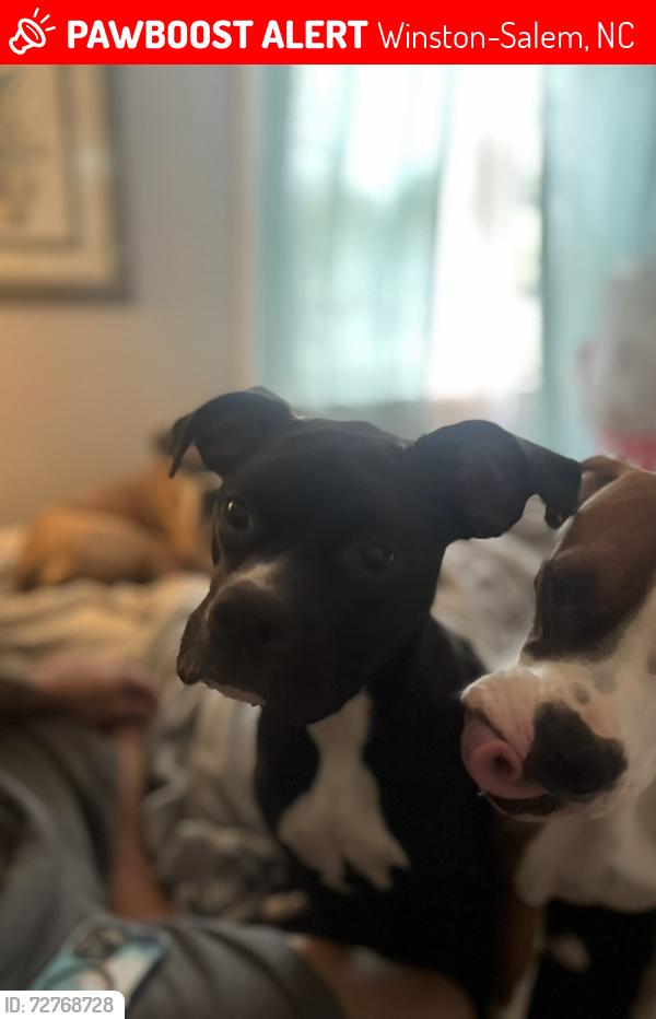Lost Female Dog last seen Bolton park area in Winston was where the woman last lived  but has since moved to Greensboro I believe , Winston-Salem, NC 27108