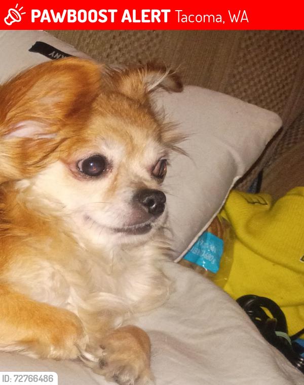 Lost Female Dog last seen The Jeri Lin apmts off 72nd and Pacific Ave , Tacoma, WA 98408