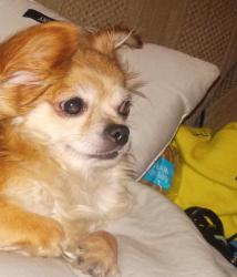 Lost Female Dog last seen The Jeri Lin apmts off 72nd and Pacific Ave , Tacoma, WA 98408