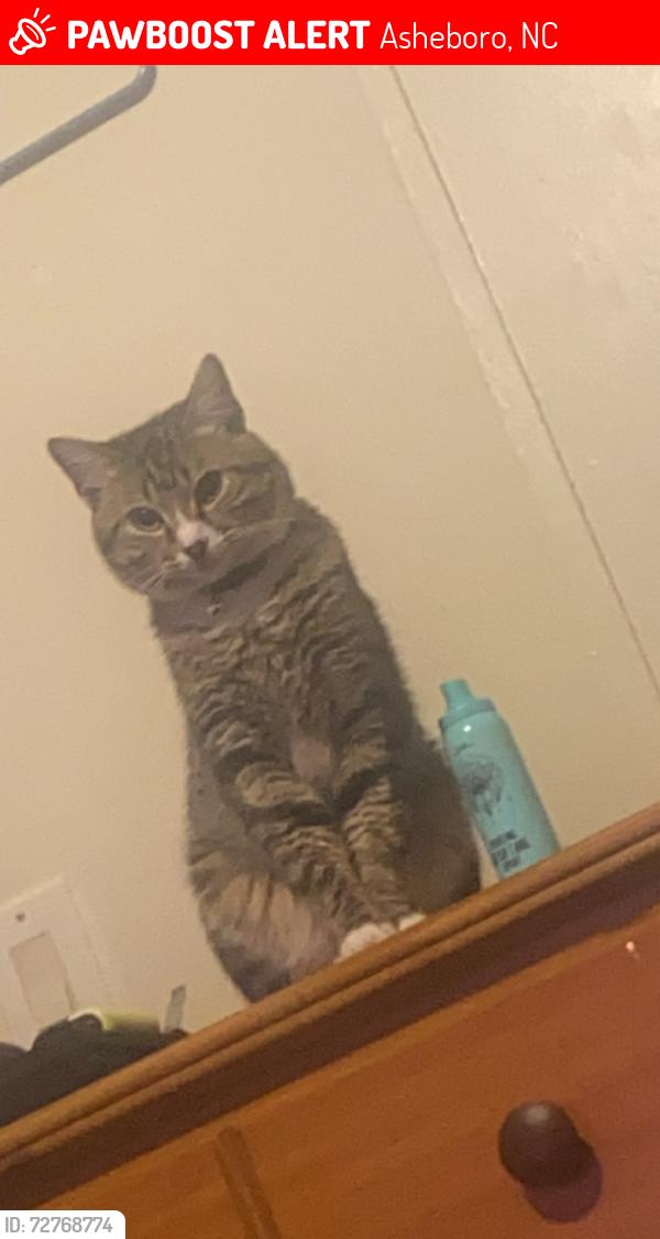 Lost Male Cat last seen He was last seen near sheetz., Asheboro, NC 27203