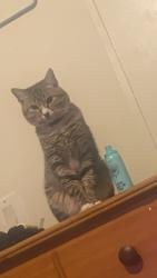 Lost Male Cat last seen He was last seen near sheetz., Asheboro, NC 27203