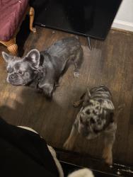 Lost Female Dog last seen Hayden St, Greensboro, NC 27407