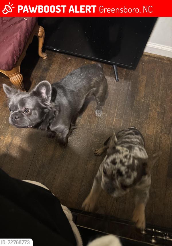 Lost Female Dog last seen Hayden St, Greensboro, NC 27407