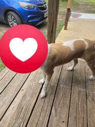 Found/Stray Female Dog last seen FM 2039 Caldwell texas, Caldwell, TX 77836