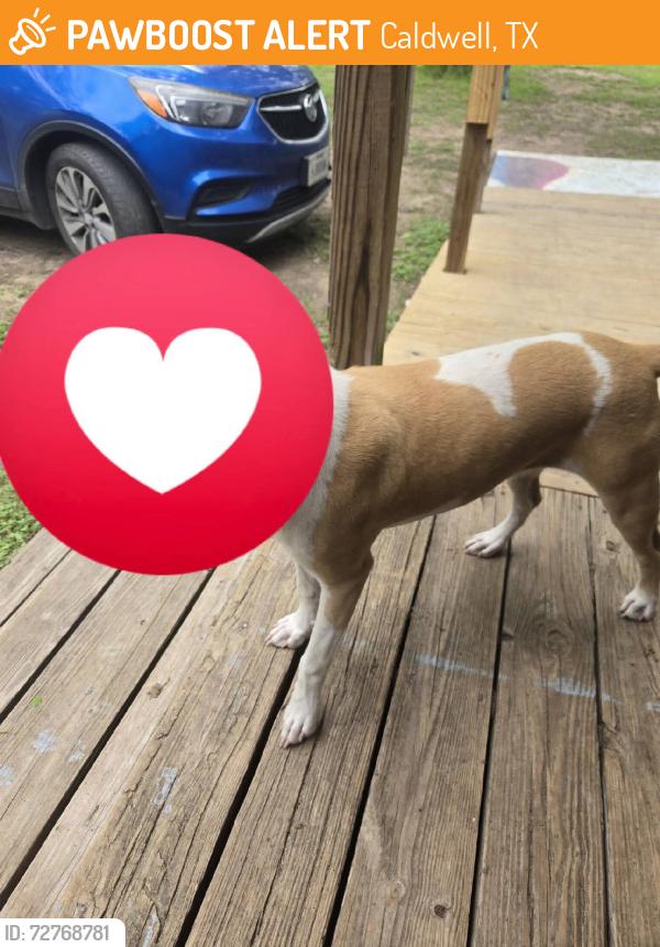 Found/Stray Female Dog last seen FM 2039 Caldwell texas, Caldwell, TX 77836