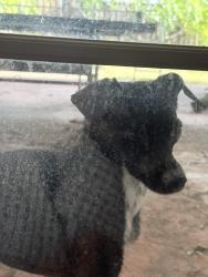 Found/Stray Unknown Dog last seen Merrill loop, San Jose, CA 95124