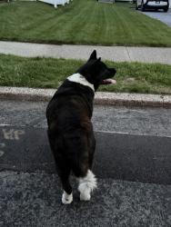 Found/Stray Unknown Dog last seen Regent Street, Bridgeport, CT 06606