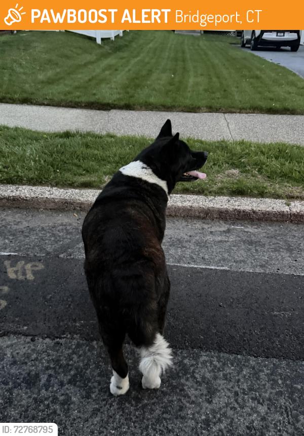 Found/Stray Unknown Dog last seen Regent Street, Bridgeport, CT 06606