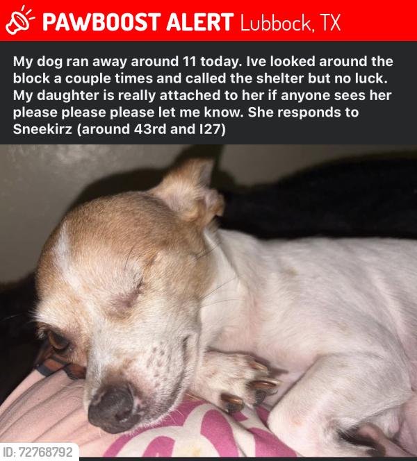 Lost Female Dog last seen Between the apmts and the church, Lubbock, TX 79412