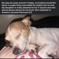 Lost Female Dog last seen Between the apmts and the church, Lubbock, TX 79412