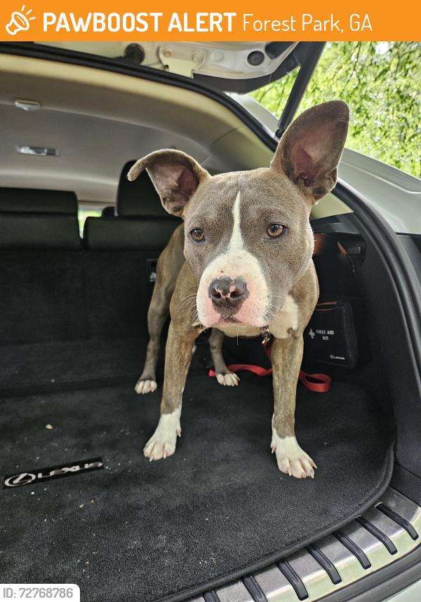 Found/Stray Male Dog last seen Forest Park, Forest Park, GA 30297