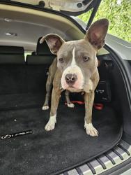 Found/Stray Male Dog last seen Forest Park, Forest Park, GA 30297