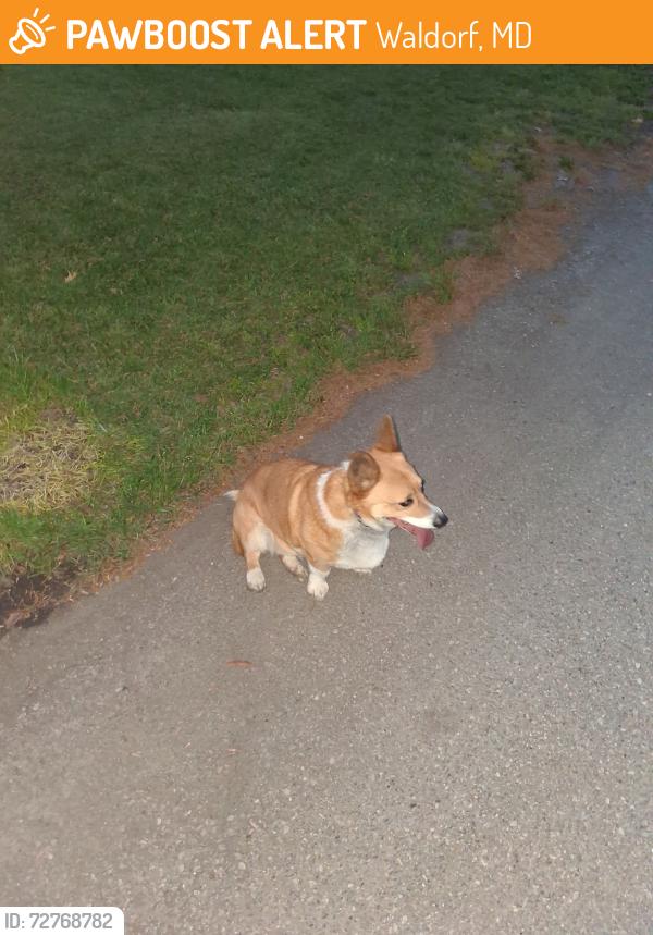 Found/Stray Unknown Dog last seen Holm oak drive , Waldorf, MD 20601