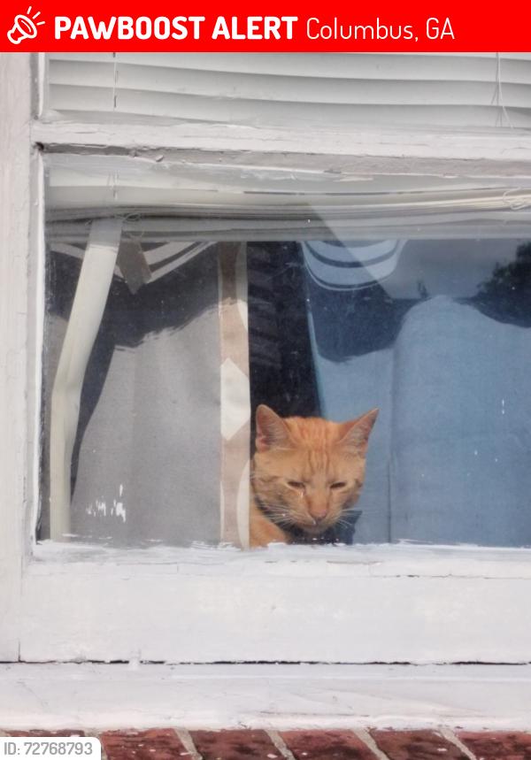 Lost Male Cat last seen Carver highschool, Columbus, GA 31906