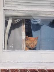 Lost Male Cat last seen Carver highschool, Columbus, GA 31906