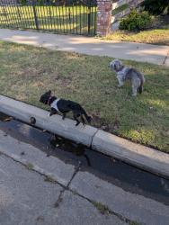 Found/Stray Unknown Dog last seen Gettysburg and Cedar, Fresno, CA 93612