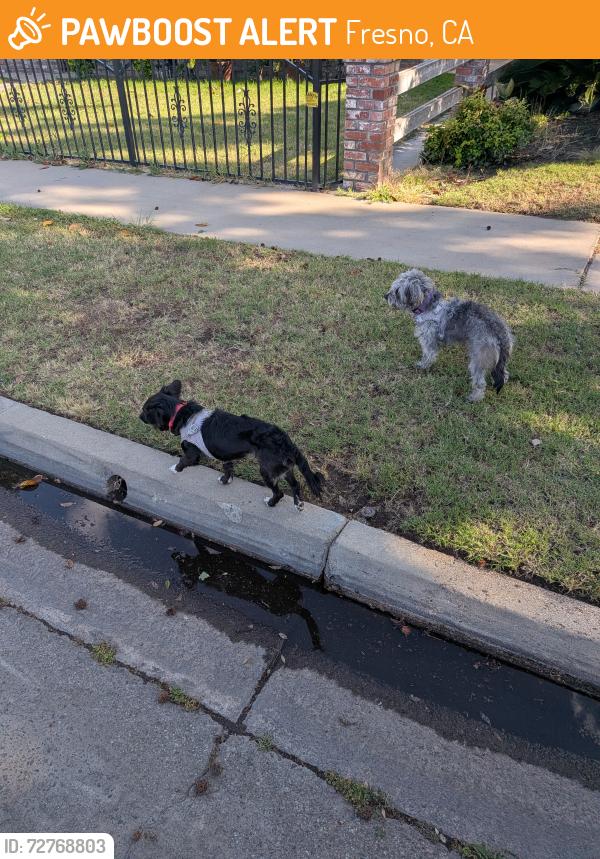 Found/Stray Unknown Dog last seen Gettysburg and Cedar, Fresno, CA 93612