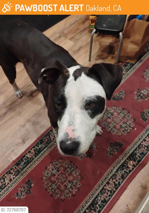 Found/Stray Female Dog last seen 98th ave and Edes Ave, Oakland, CA 94603