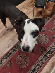 Found/Stray Female Dog last seen 98th ave and Edes Ave, Oakland, CA 94603