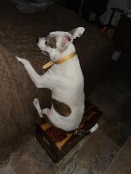 Lost Male Dog last seen Near pleasant hill rd  caddo okla, Caddo, OK 74729