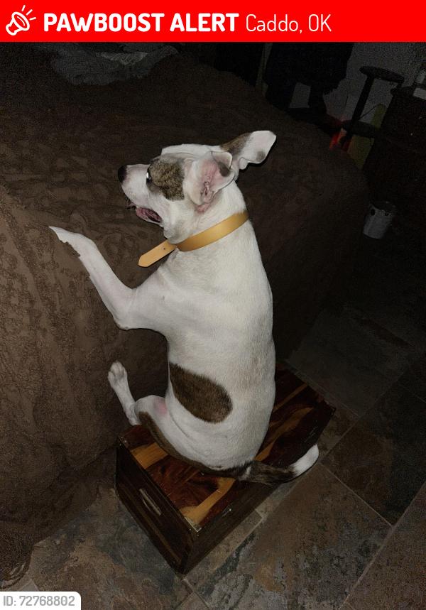 Lost Male Dog last seen Near pleasant hill rd  caddo okla, Caddo, OK 74729
