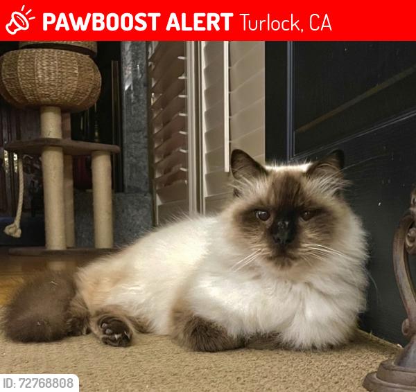 Lost Male Cat last seen North Ave & North Denair , Turlock, CA 95382