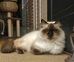 Lost Male Cat last seen North Ave & North Denair , Turlock, CA 95382