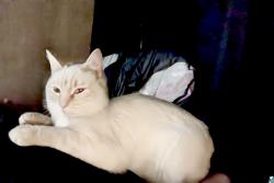 Lost Male Cat last seen Caughlin rd & El Mirage rd Adelanto, Adelanto, CA 92301