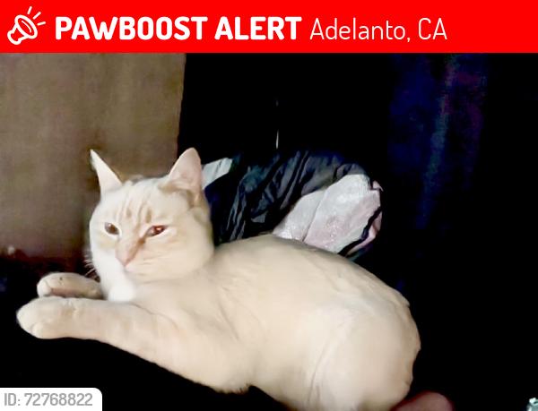 Lost Male Cat last seen Caughlin rd & El Mirage rd Adelanto, Adelanto, CA 92301