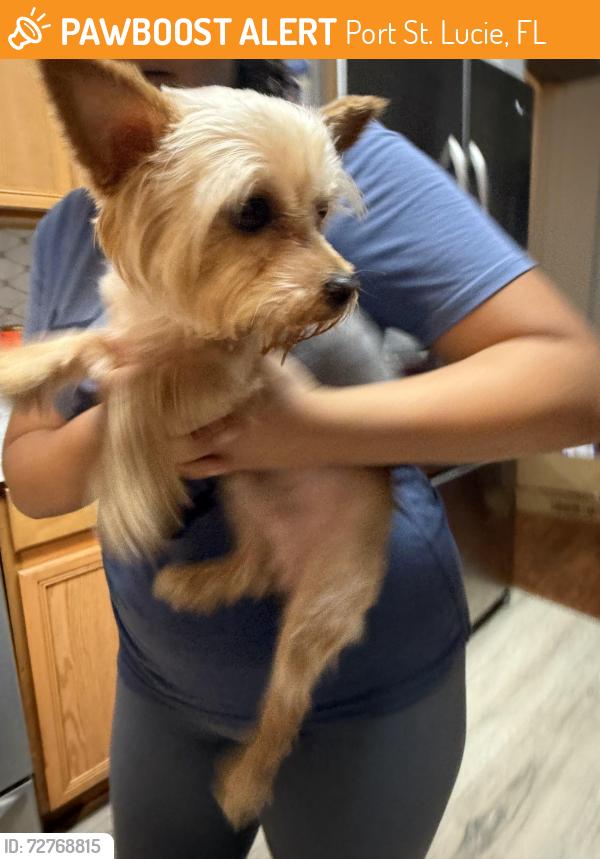 Found/Stray Unknown Dog last seen Undallo and est, Port St. Lucie, FL 34953