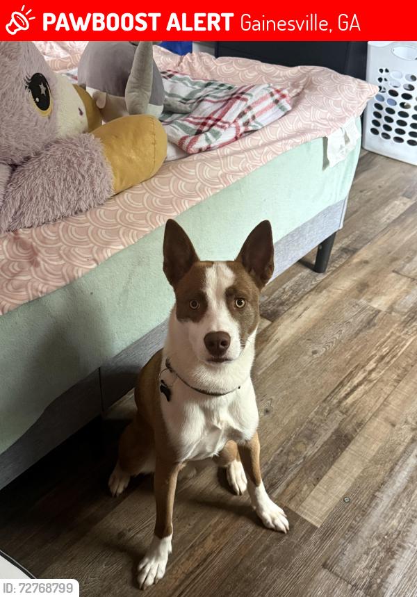 Lost Male Dog last seen Hillcrest and norside, Gainesville, GA 30501