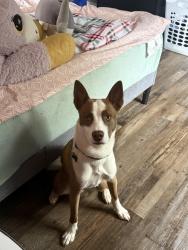 Lost Male Dog last seen Hillcrest and norside, Gainesville, GA 30501