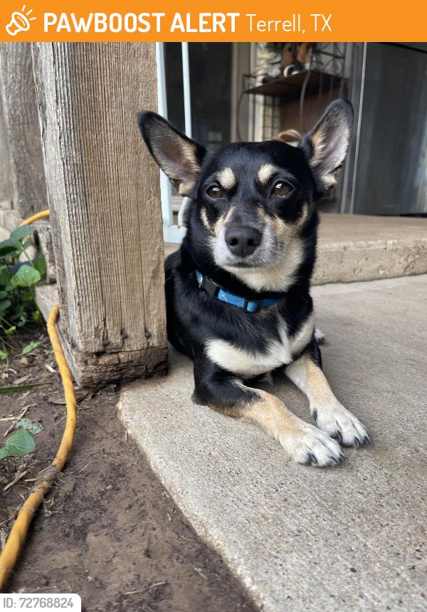Found/Stray Male Dog last seen HW 205, Terrell, TX 75160
