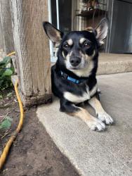 Found/Stray Male Dog last seen HW 205, Terrell, TX 75160