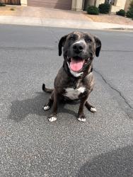 Found/Stray Female Dog last seen Jackrabbit and Yuma, Buckeye, AZ 85326