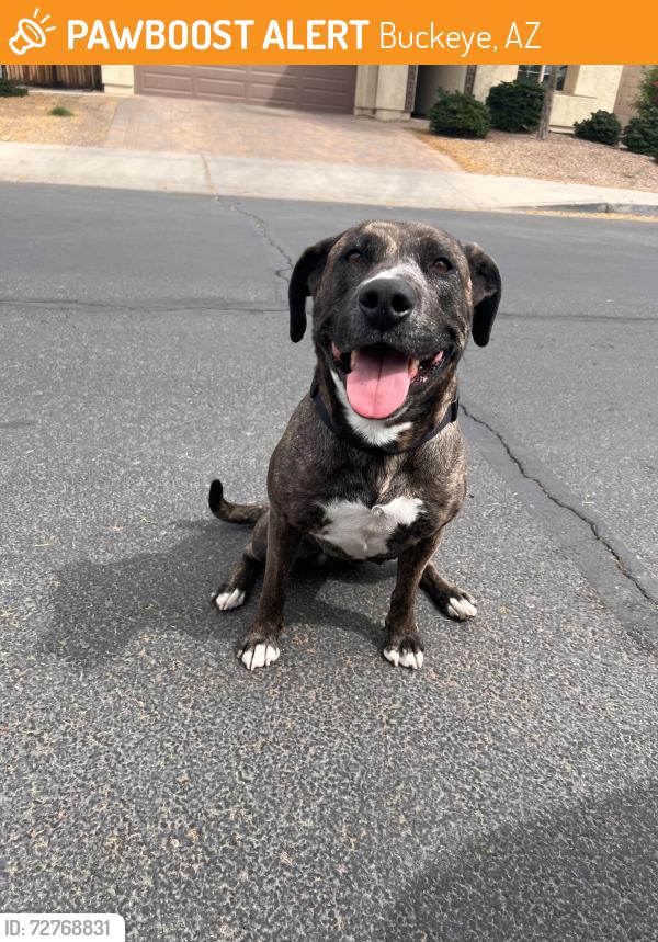 Found/Stray Female Dog last seen Jackrabbit and Yuma, Buckeye, AZ 85326