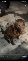 Found/Stray Male Dog last seen Rancho Ave  and Rialto Ave, Rialto, CA 92376