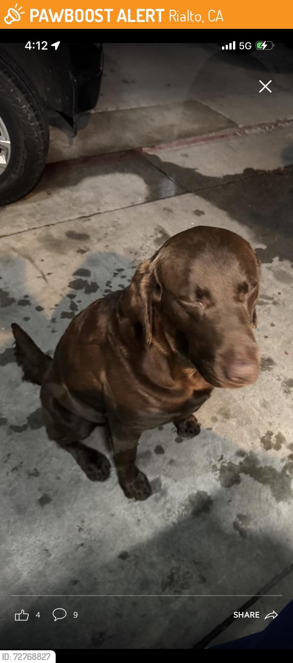 Found/Stray Male Dog last seen Rancho Ave  and Rialto Ave, Rialto, CA 92376