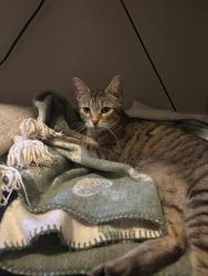 Found/Stray Female Cat last seen The Horse Shoe Farm, Horse Shoe, NC 28791