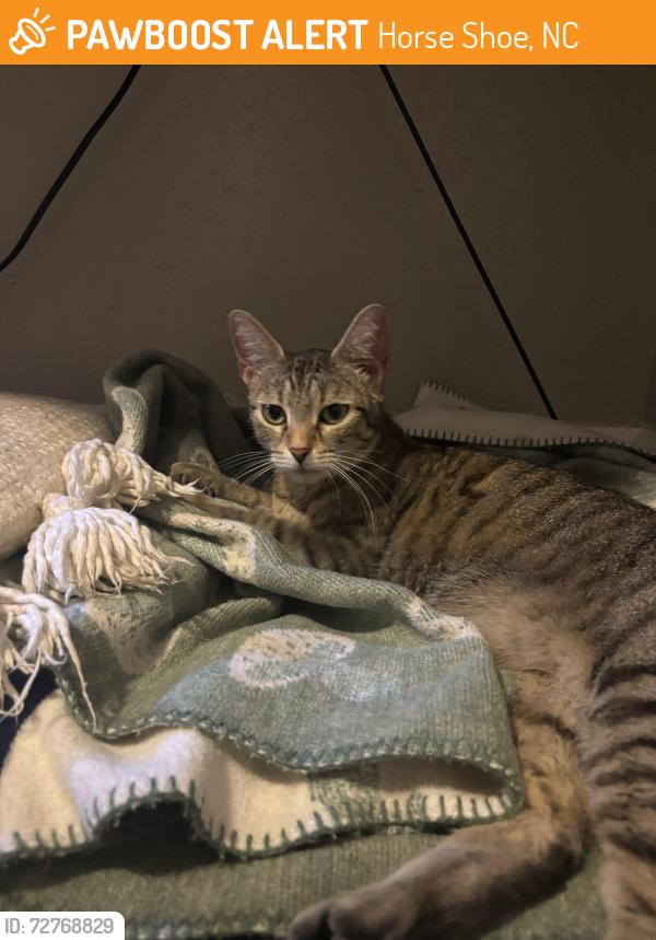 Found/Stray Female Cat last seen The Horse Shoe Farm, Horse Shoe, NC 28791