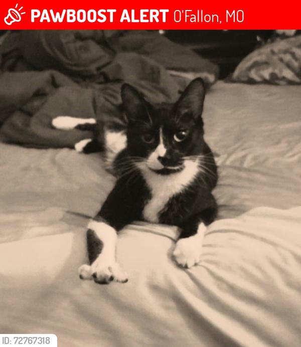 Lost Male Cat last seen Babble Creek Ln. OFallon MO 63368, O'Fallon, MO 63368