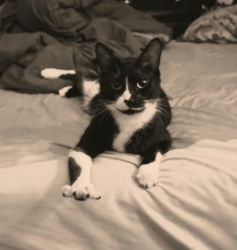 Lost Male Cat last seen Babble Creek Ln. OFallon MO 63368, O'Fallon, MO 63368