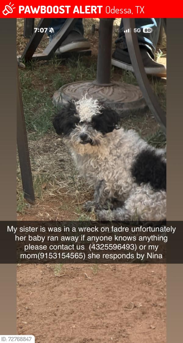 Lost Female Dog last seen Fadre st, Odessa, TX 79762