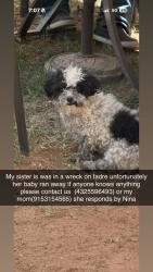 Lost Female Dog last seen Fadre st, Odessa, TX 79762