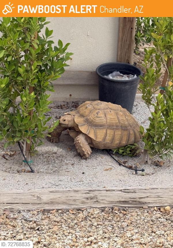 Found/Stray Unknown Reptile last seen Mesquite and N Central Dr. , Chandler, AZ 85224