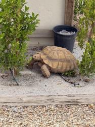 Found/Stray Unknown Reptile last seen Mesquite and N Central Dr. , Chandler, AZ 85224