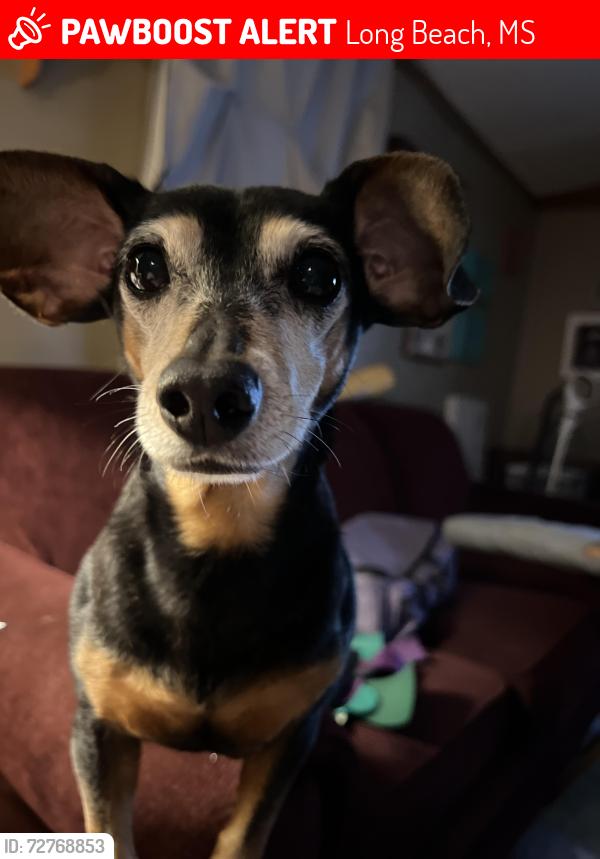 Lost Female Dog last seen Beatline Rd. Long Beach , Long Beach, MS 39560